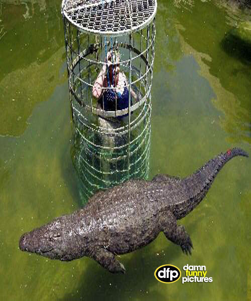 Swimming With Aligators