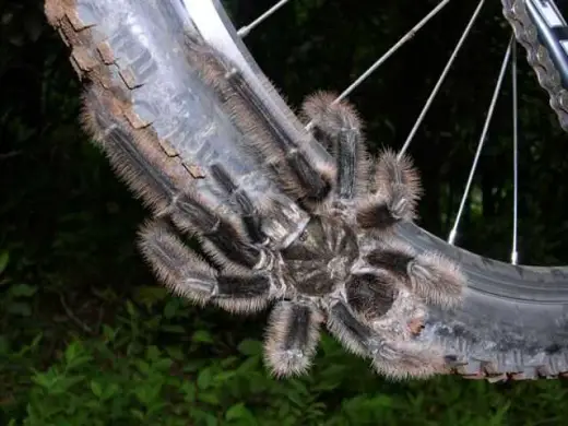 Huge Scary Spider