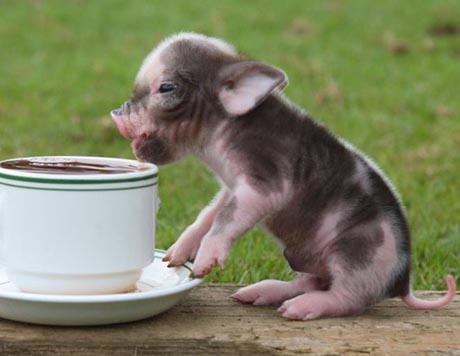 Cute Mini Piggies