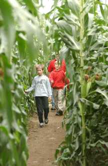 Corn Field Mazes And Art