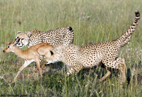 Cheetahs Eat Fawn