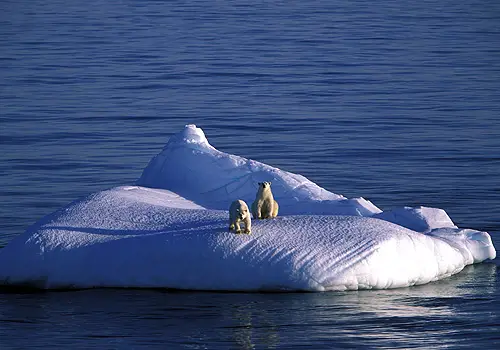 Beautiful Polar Bears