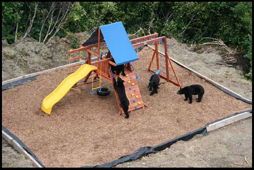 Bear Cub Playground