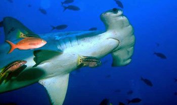 Hammerhead Sharks