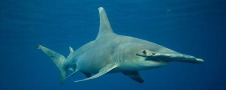 Hammerhead Sharks