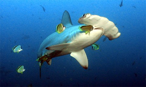 Hammerhead Sharks