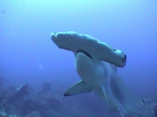 Hammerhead Sharks