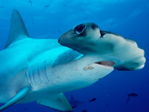 Hammerhead Sharks