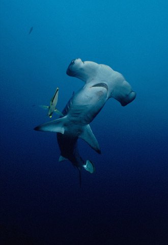 Hammerhead Sharks