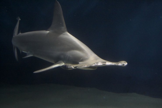 Hammerhead Sharks