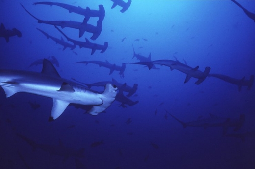 Hammerhead Sharks