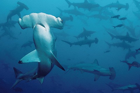 Hammerhead Sharks