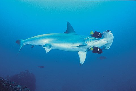 Hammerhead Sharks