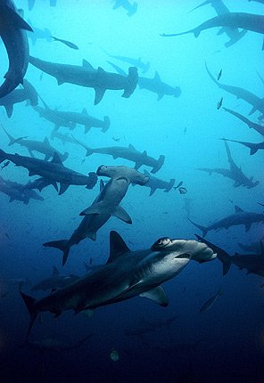 Hammerhead Sharks