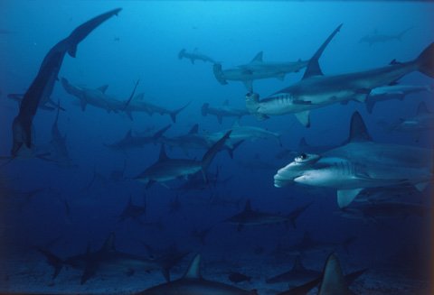 Hammerhead Sharks