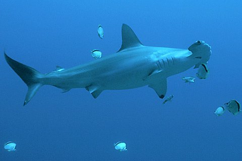 Hammerhead Sharks