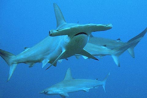 Hammerhead Sharks