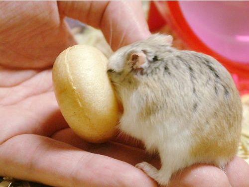 Hamster