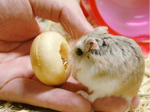 Hamster