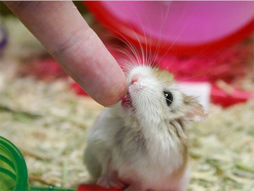 Hamster