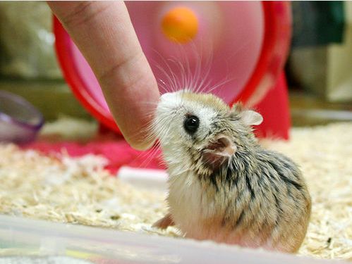 Hamster