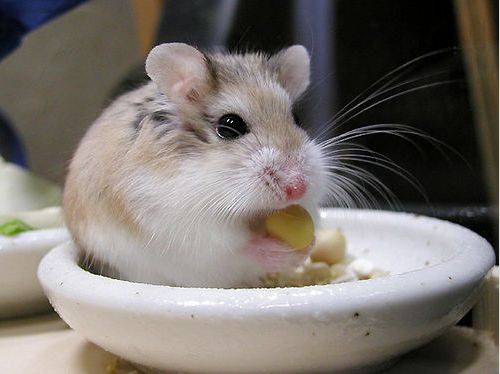 Hamster