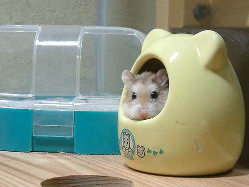 Hamster