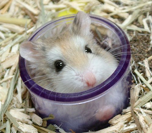 Hamster