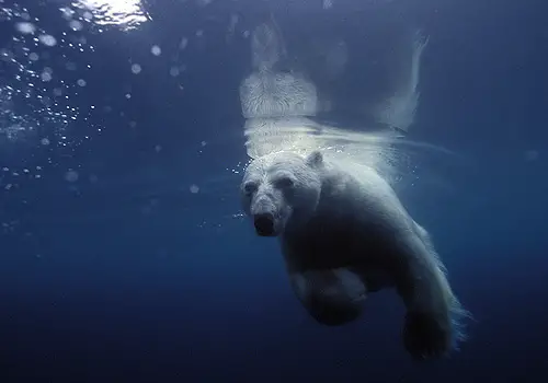 Beautiful Polar Bears