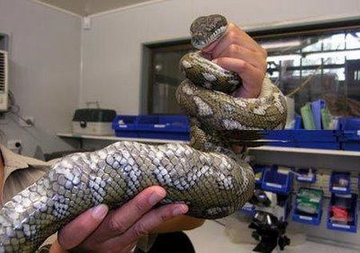 Hungry Snake Eats Four Golf Balls