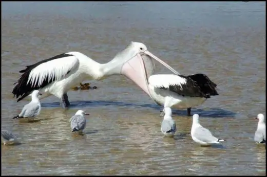 Hungry Pelican