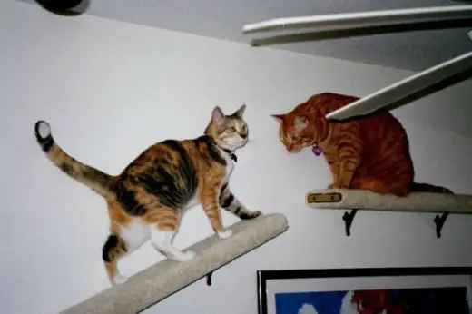 Indoor Catwalk