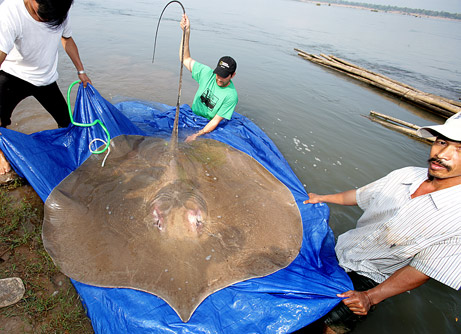 Giant Stingrays