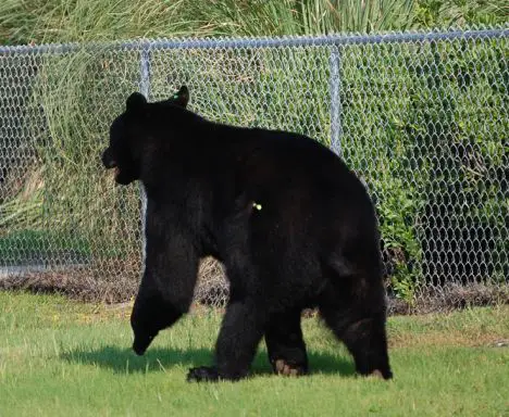 Man Saves Bear