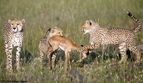 Cheetahs Eat Fawn