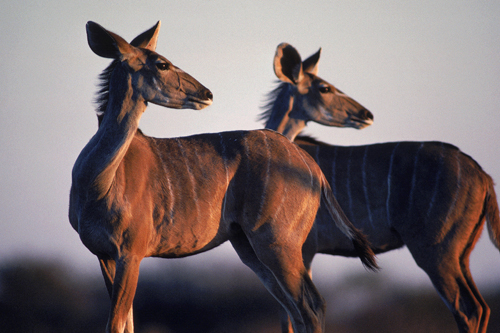 More African Wildlife