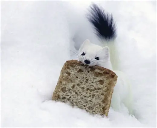 I Has a Toast