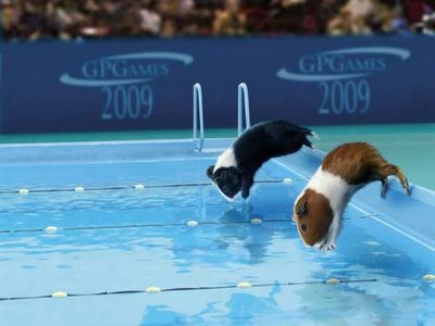 Funny Animal Olympics