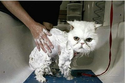 Funny Bathing Your Pets