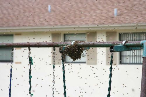 To Kill Some Bees