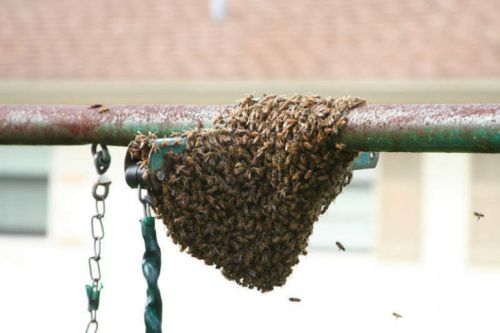 To Kill Some Bees