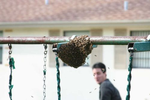 To Kill Some Bees