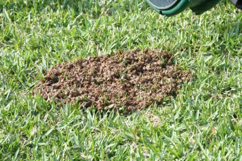 To Kill Some Bees