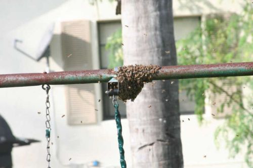 To Kill Some Bees