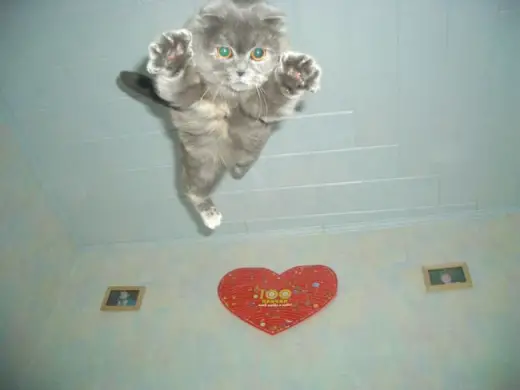 Kitten Leap of Faith