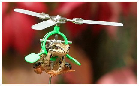 Real Flying Frogs