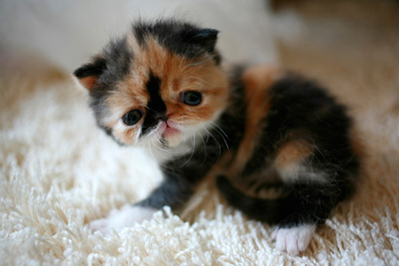 Very very.....Cute Kitty