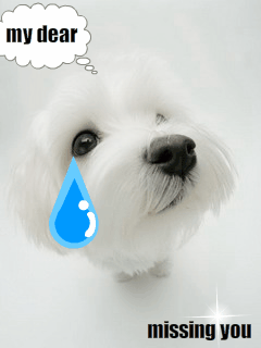 Doggie Dont Cry