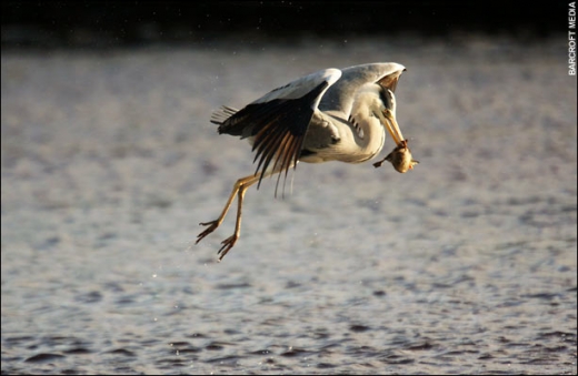 Heron Vs Ducks