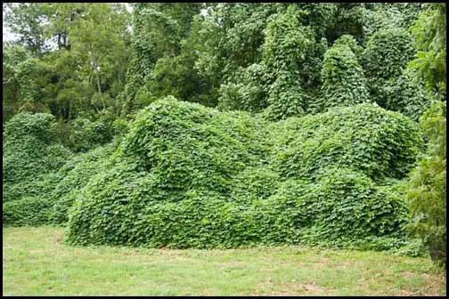 Kudzu Covered Houses